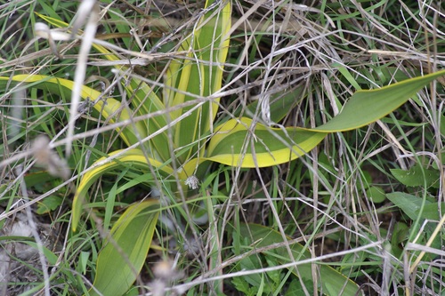 Yucca rupicola