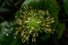 Malaxis histionantha