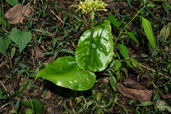 Malaxis histionantha