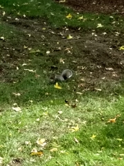 Sciurus carolinensis
