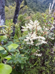 Gaultheria paniculata