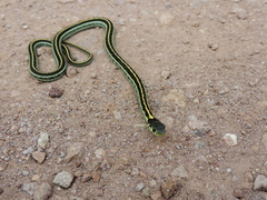 Thamnophis pulchrilatus