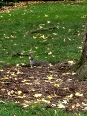 Sciurus carolinensis