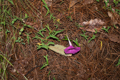 Ipomoea elongata
