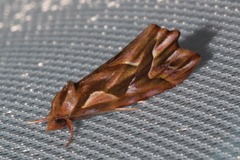 Clytoscopa iorrhoda