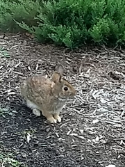 Sylvilagus floridanus