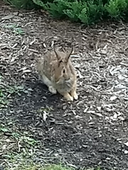 Sylvilagus floridanus