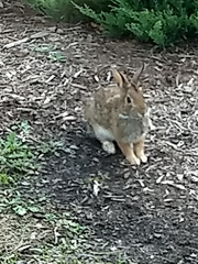 Sylvilagus floridanus