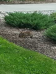 Sylvilagus floridanus