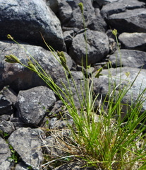 Carex lenticularis dolia