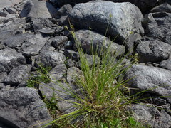 Carex lenticularis dolia