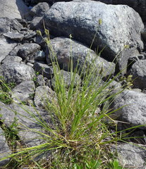 Carex lenticularis dolia