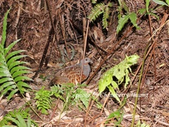 Bambusicola sonorivox