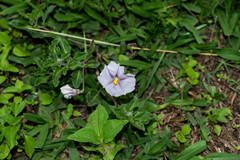 Lycianthes peduncularis