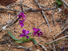 Lapeirousia pyramidalis regalis