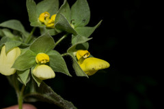 Calceolaria trilobata