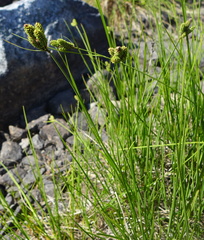 Carex lenticularis dolia