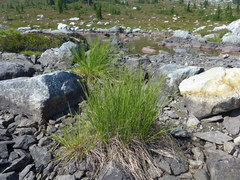 Carex lenticularis dolia
