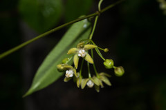 Blepharodon mucronatum