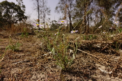 Brachyscome ciliaris ciliaris