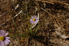Brachyscome ciliaris ciliaris
