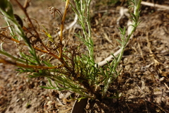 Brachyscome ciliaris ciliaris
