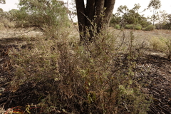 Chenopodium desertorum