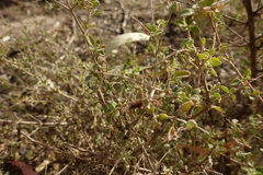 Chenopodium desertorum