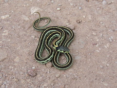 Thamnophis pulchrilatus