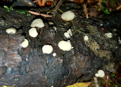Cudonia