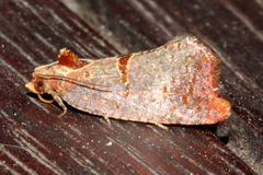 Glyphidoptera insignana