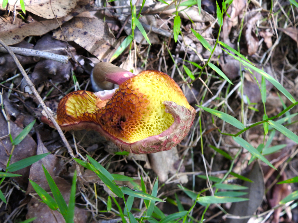 shaggy cap from Kobble Creek QLD 4520, Australia on April 06, 2023 at