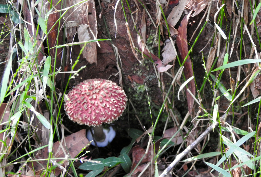 shaggy cap from Kobble Creek QLD 4520, Australia on April 06, 2023 at