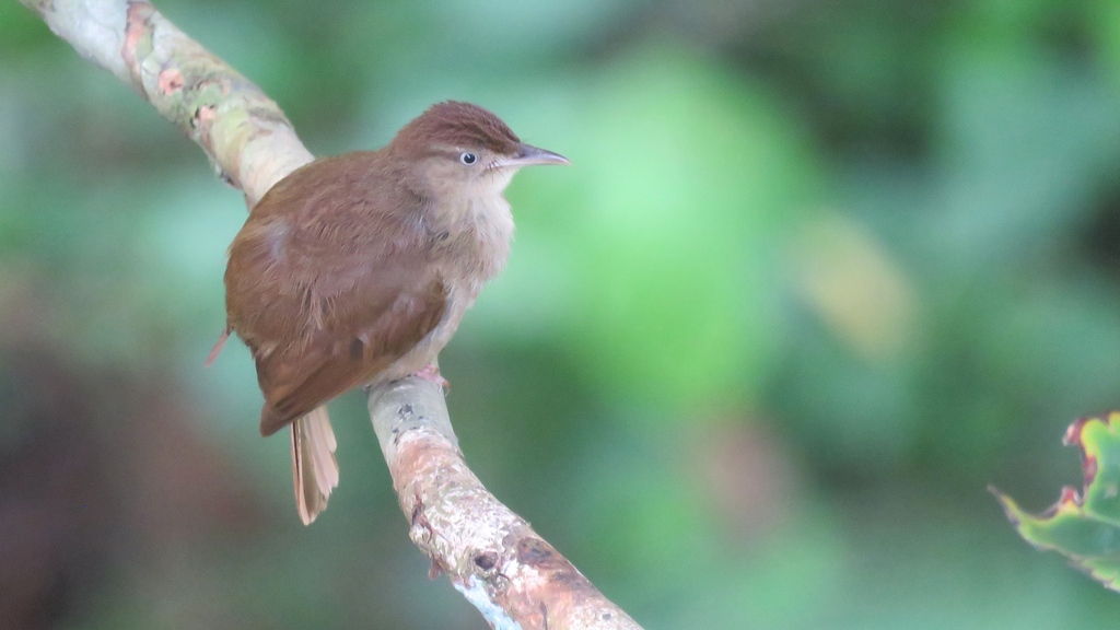 Charlotte's Bulbul photo