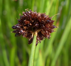 Juncus mertensianus
