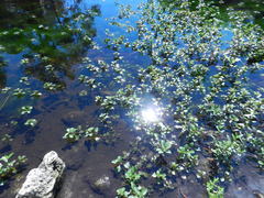 Ludwigia repens
