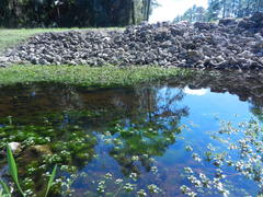 Ludwigia repens