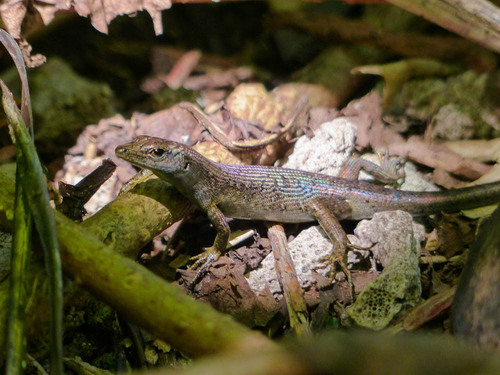 Emoia boettgeri observed 2023-04-03