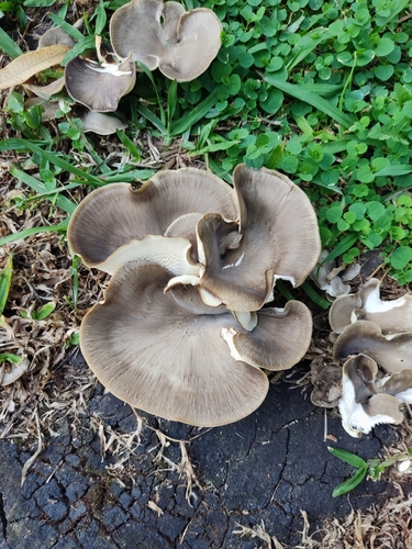 Favolus tessellatus