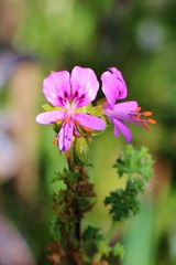 Pelargonium
