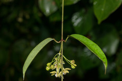 Blepharodon mucronatum