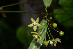 Blepharodon mucronatum