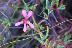 Pelargonium laevigatum