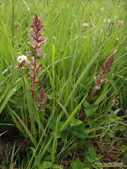Orobanche minor