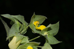 Calceolaria trilobata