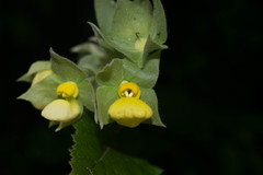 Calceolaria trilobata