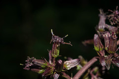 Psacalium peltatum