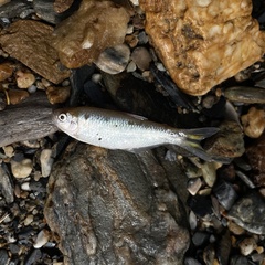 Bandtail Tetra photo 1