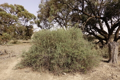 Chenopodium nitrariaceum