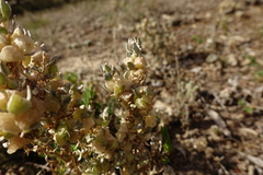 Atriplex lindleyi